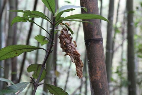 牛屎蜂|【自然谷之星】像牛舌的蜂巢 認識變側異腹胡蜂